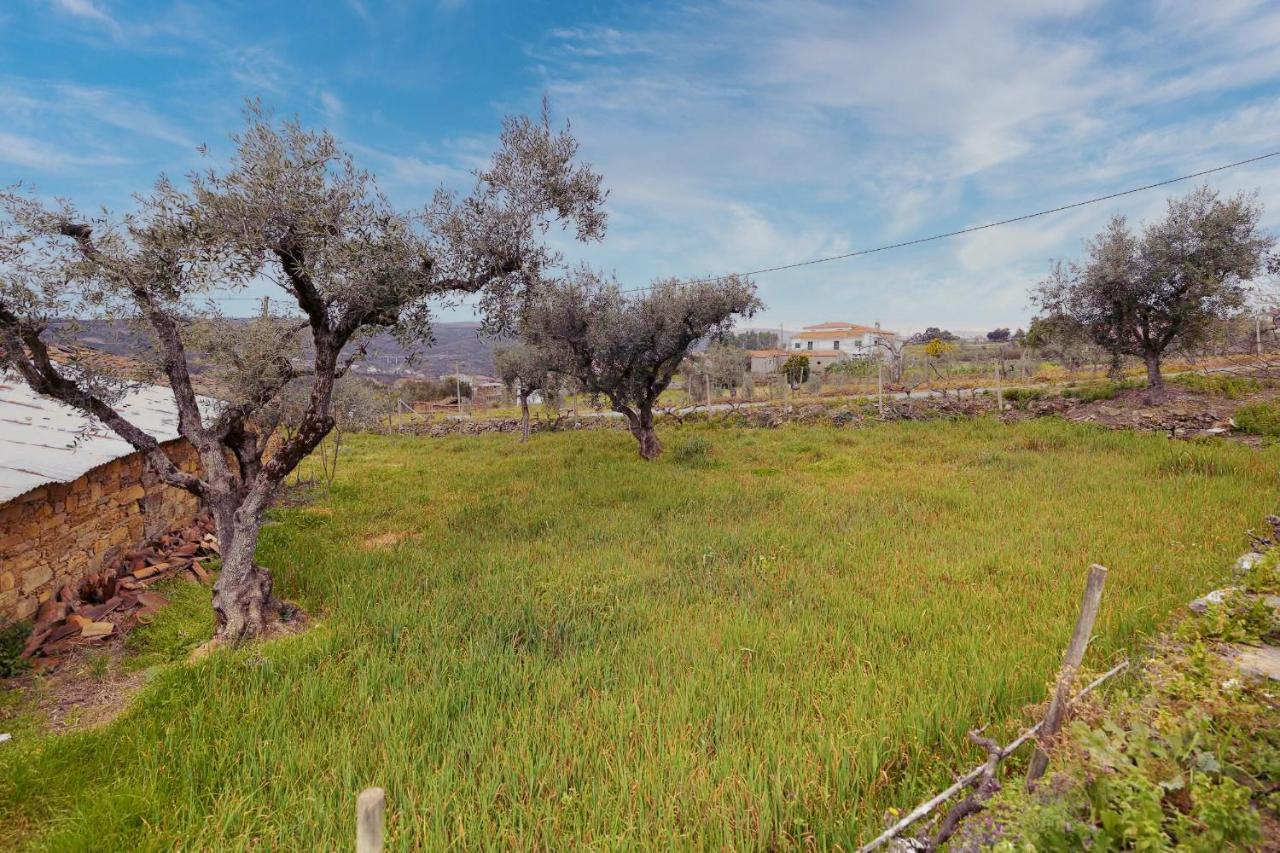 Pomar Das Oliveiras - Private Swimming Pool - Free Ev Chrg - Pet Friendly Carvalhal  Exterior foto